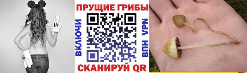 Псилоцибиновые грибы GOLDEN TEACHER  Нижний Тагил 